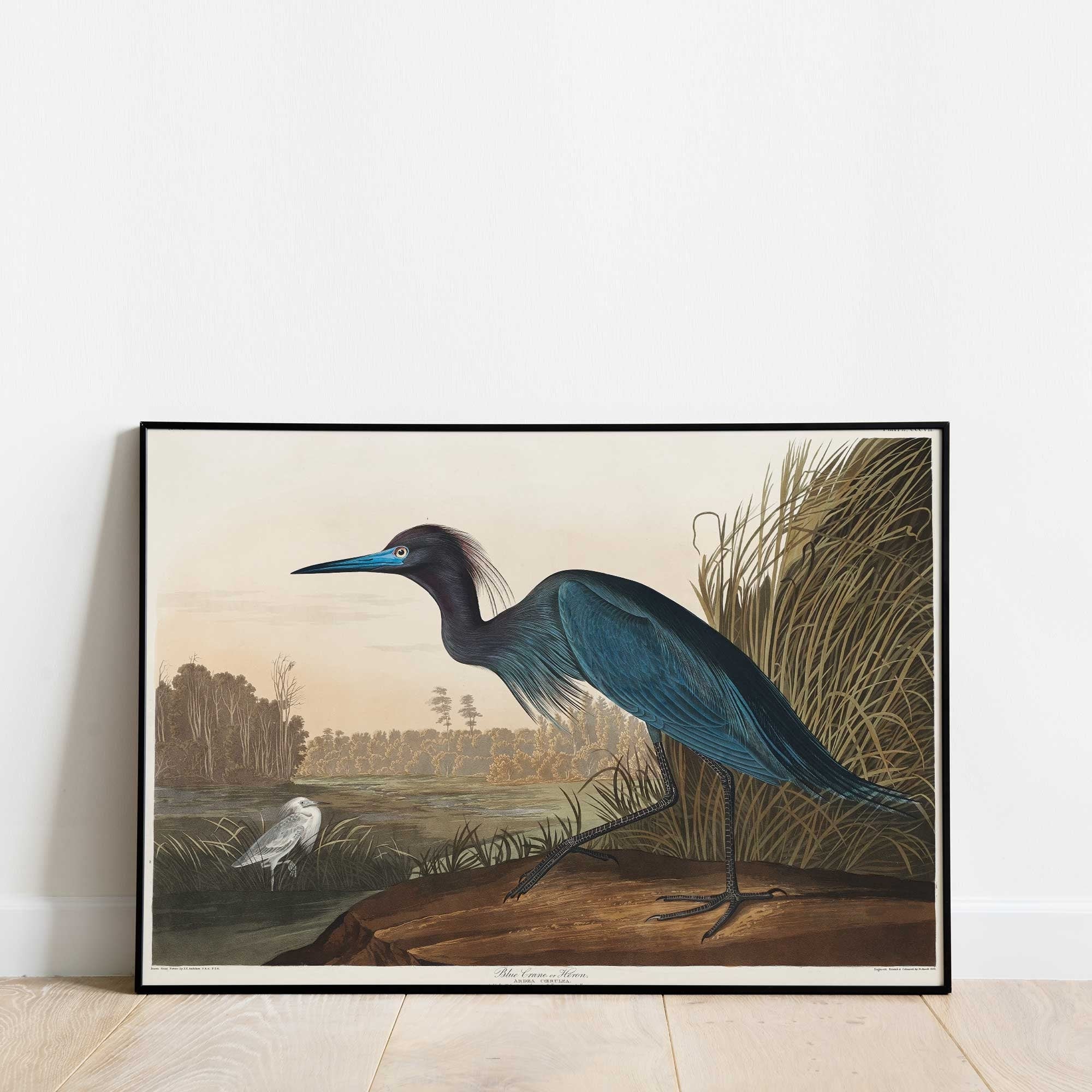 Blue Crane or Heron - Hartsholme Prints