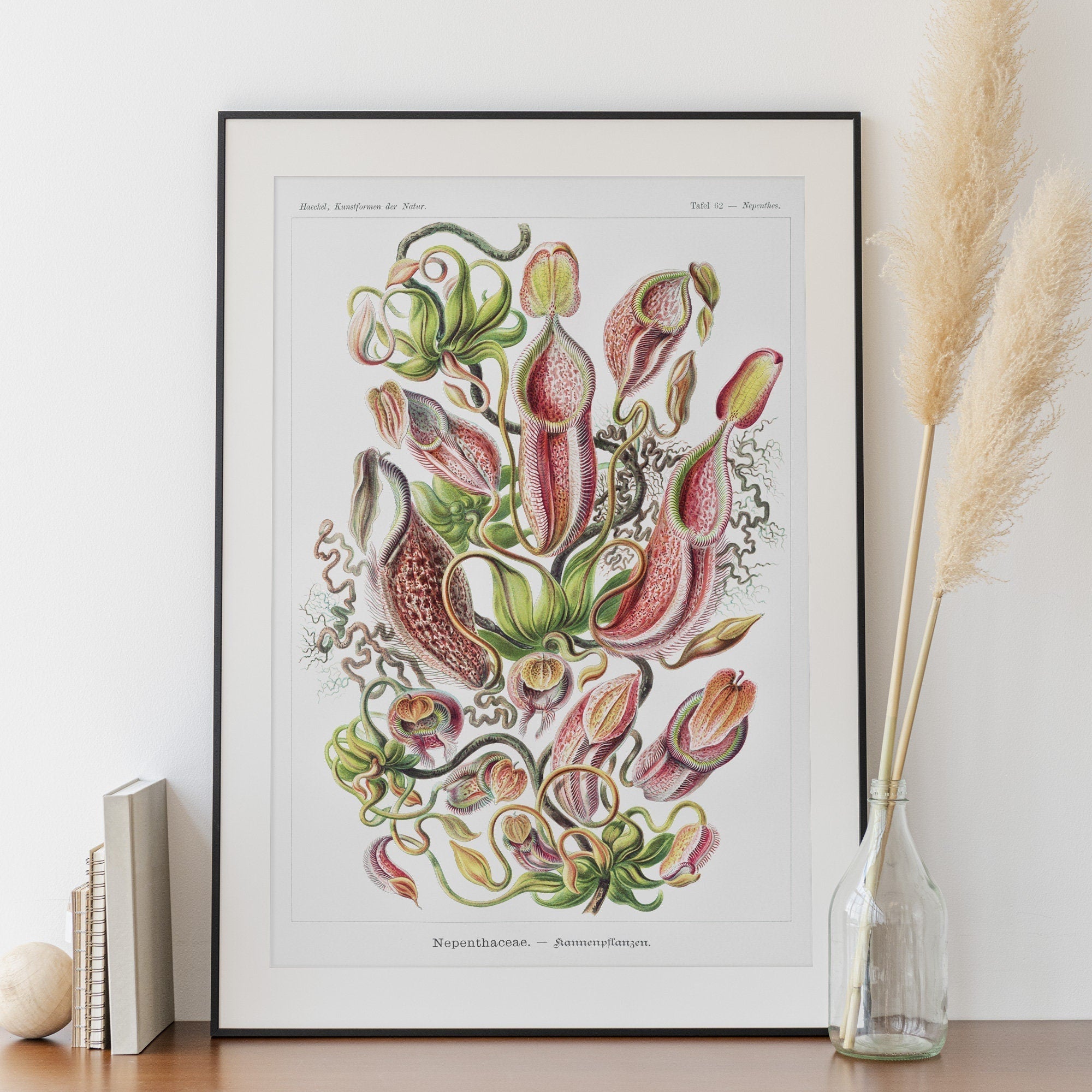 Botanical from Kunstformen der Natur - Hartsholme Prints