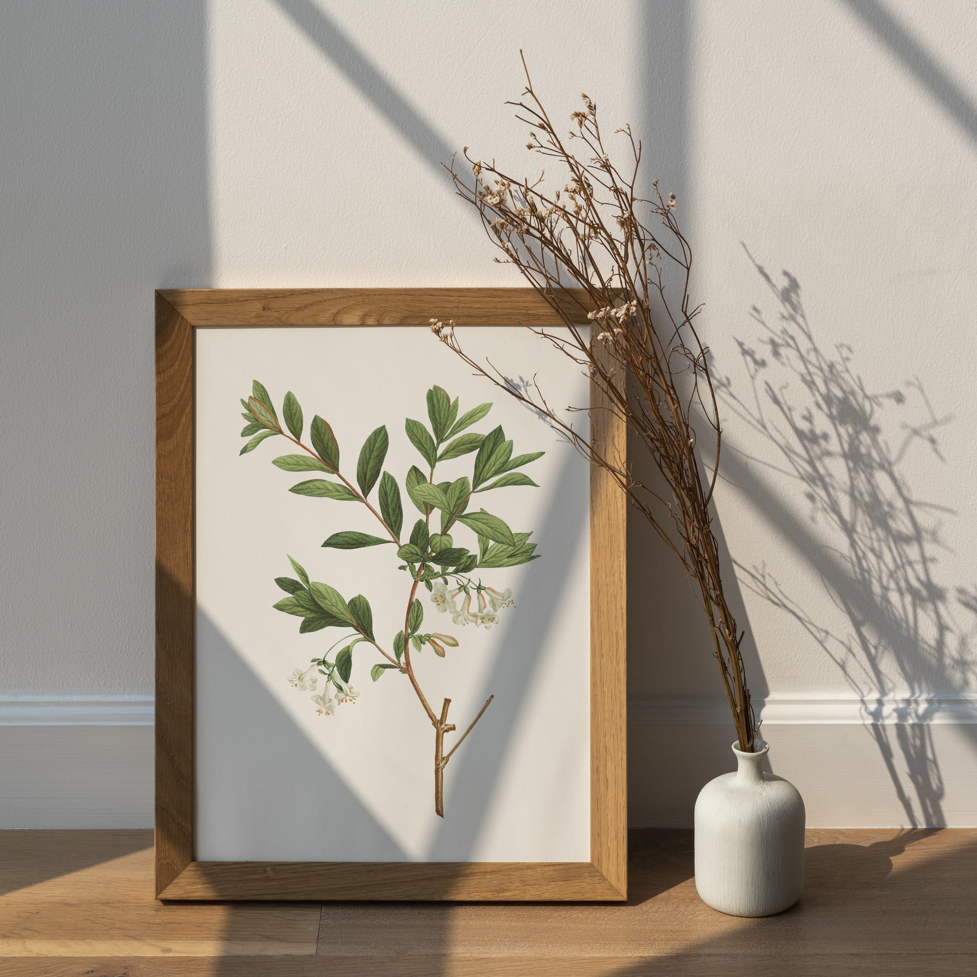 Honeysuckle Flower - Hartsholme Prints