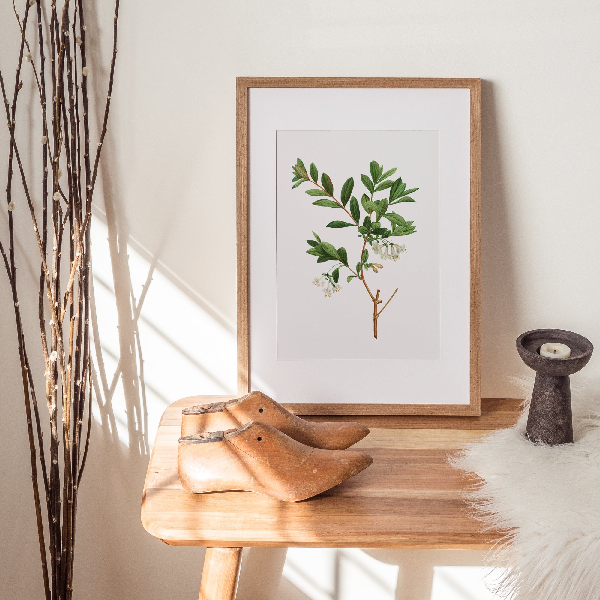 Honeysuckle Flower - Hartsholme Prints