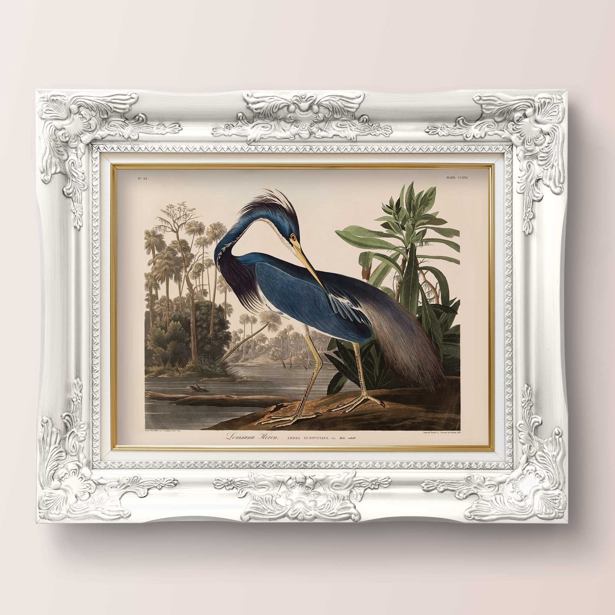 Louisiana Heron - Hartsholme Prints