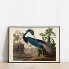 Louisiana Heron - Hartsholme Prints