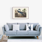 Louisiana Heron - Hartsholme Prints