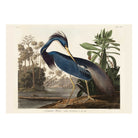 Louisiana Heron - Hartsholme Prints