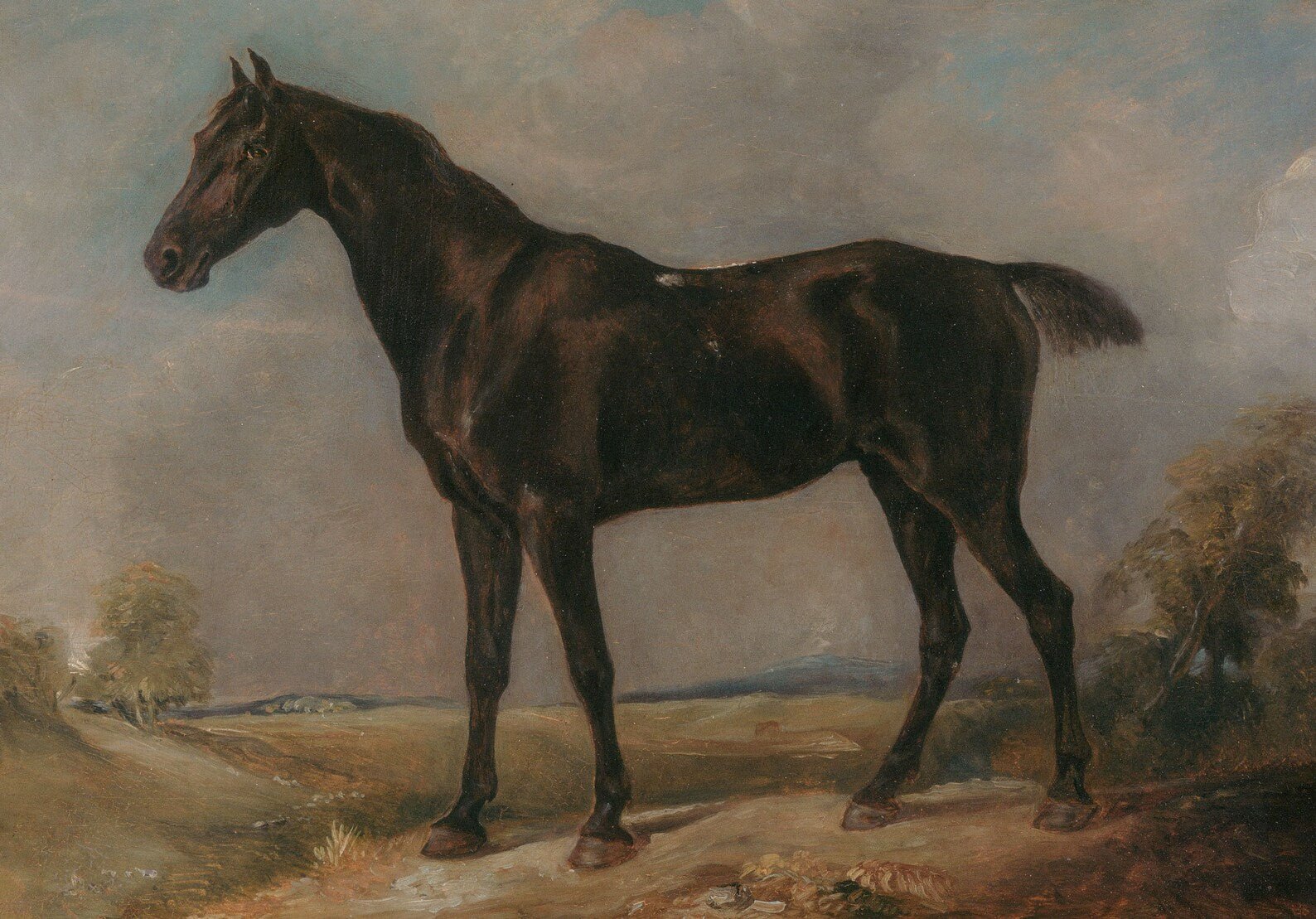 Majestic Dark Horse in Landscape Art Print - Hartsholme Prints