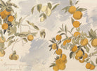 Orange Tree Mediterranean Print - Hartsholme Prints