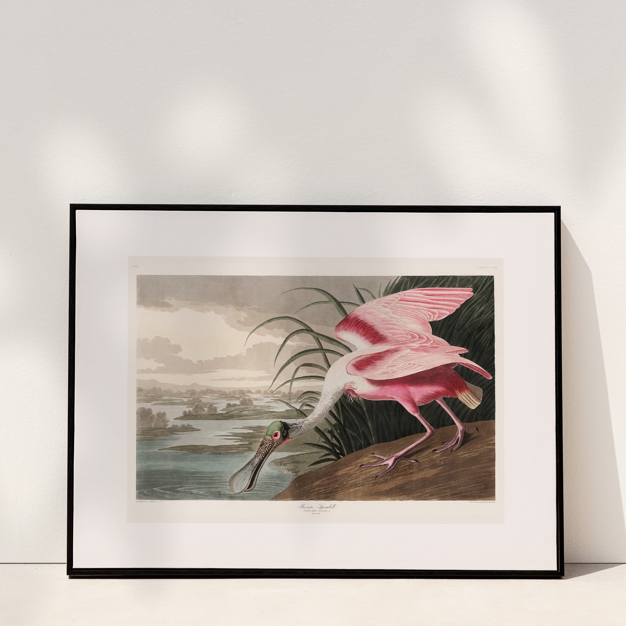 Roseate Spoonbill - Hartsholme Prints