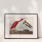 Scarlet Ibis - Hartsholme Prints