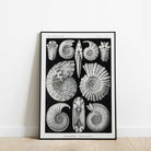 Sea Shells - Hartsholme Prints