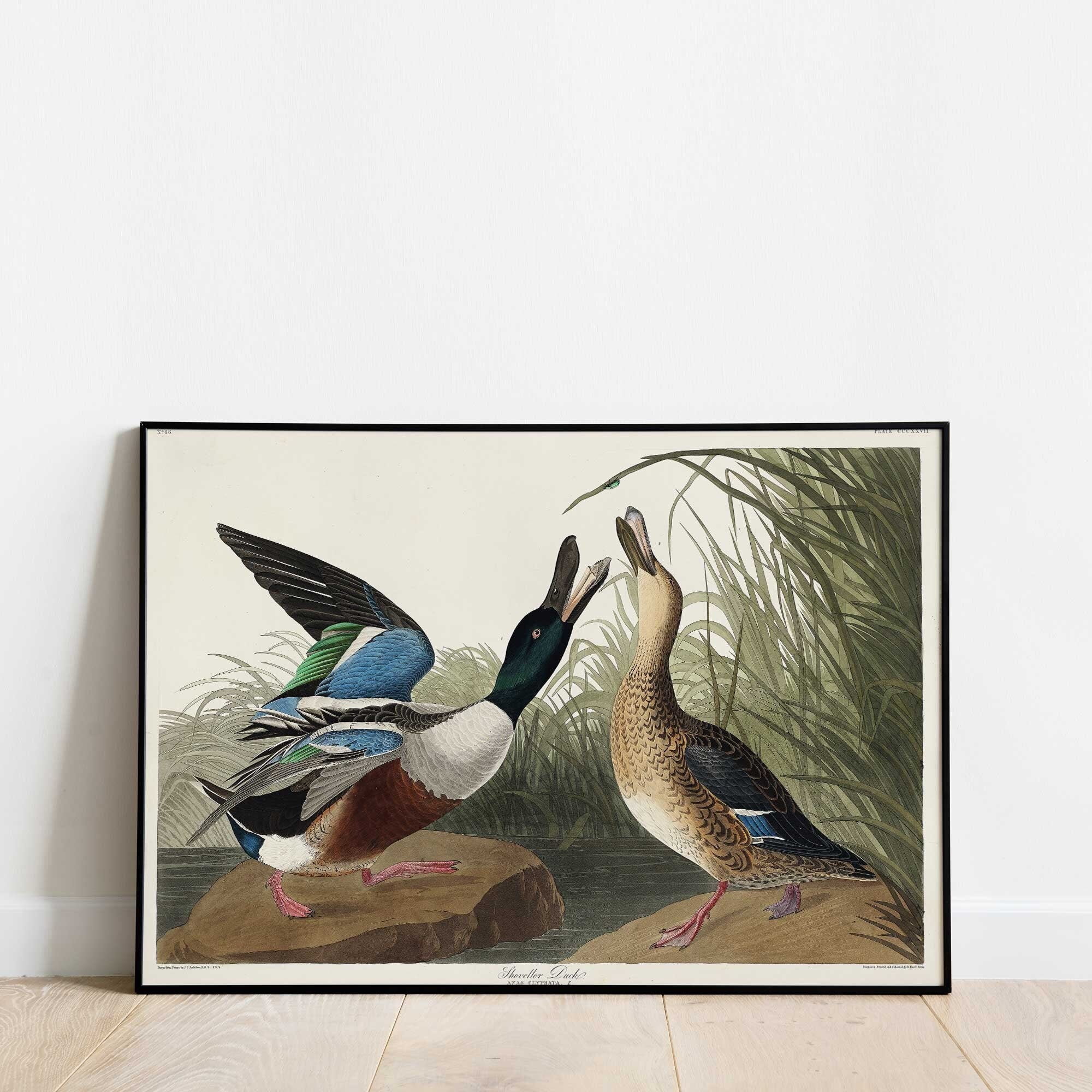 Shoveller Duck - Hartsholme Prints