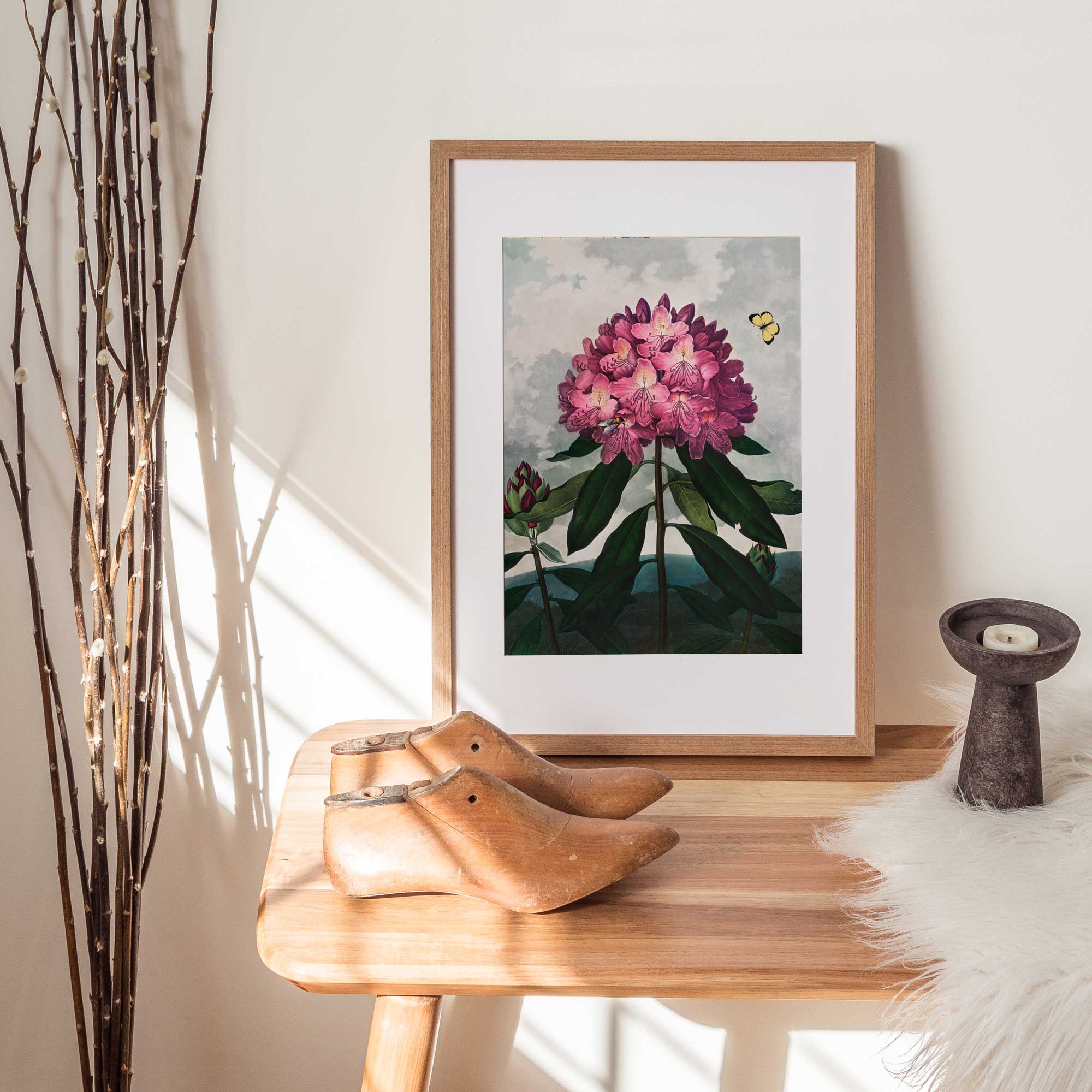 The Pontic Rhododendron from The Temple of Flora - Hartsholme Prints