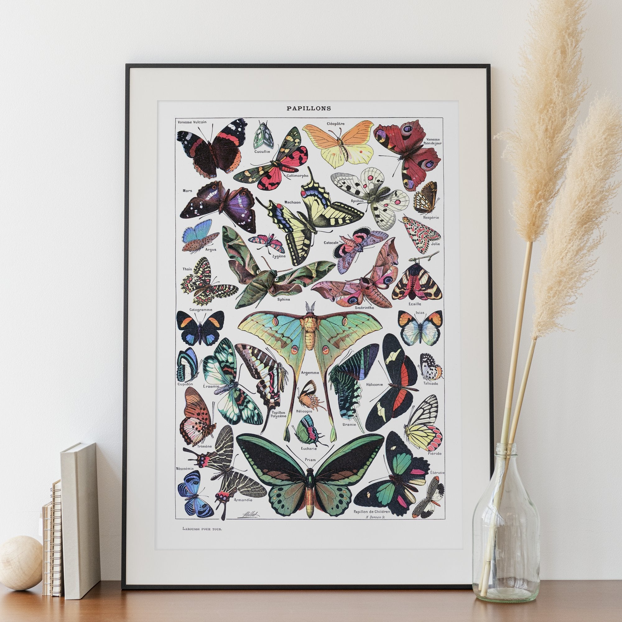 Vintage Butterfly Chart - Hartsholme Prints