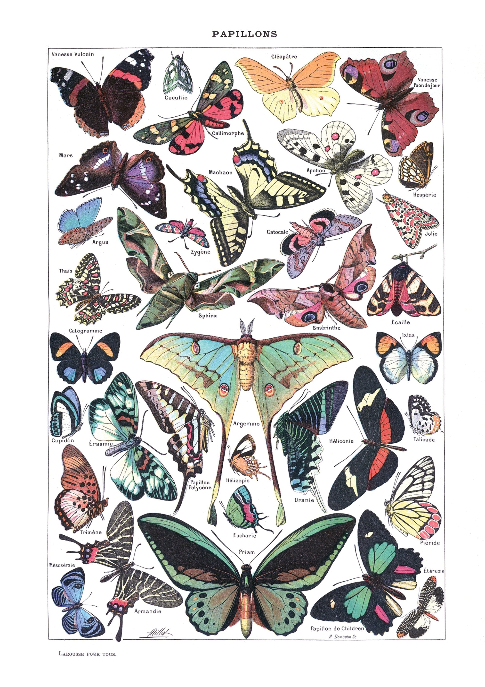 Vintage Butterfly Chart - Hartsholme Prints