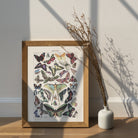 Vintage Butterfly Chart - Hartsholme Prints