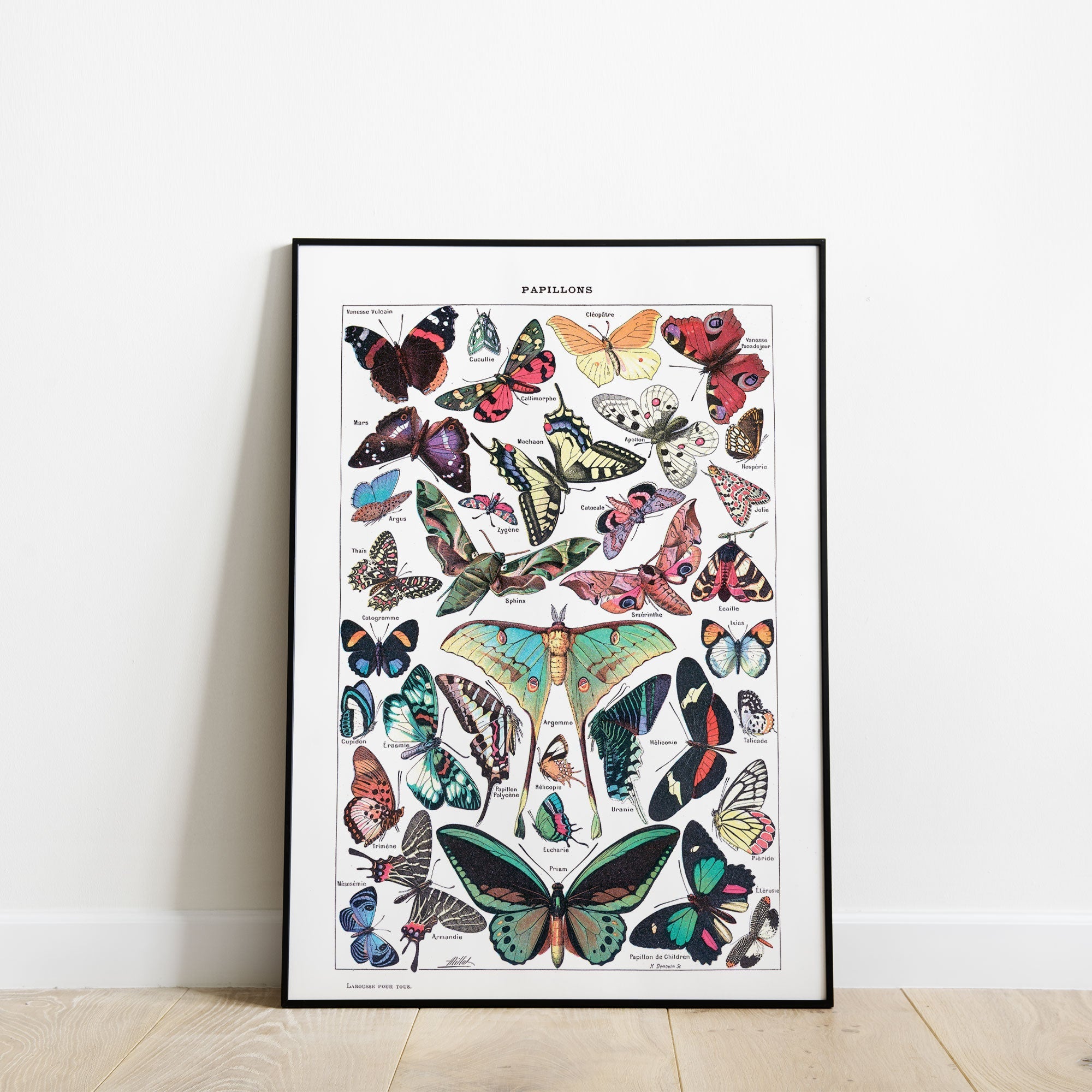 Vintage Butterfly Chart - Hartsholme Prints