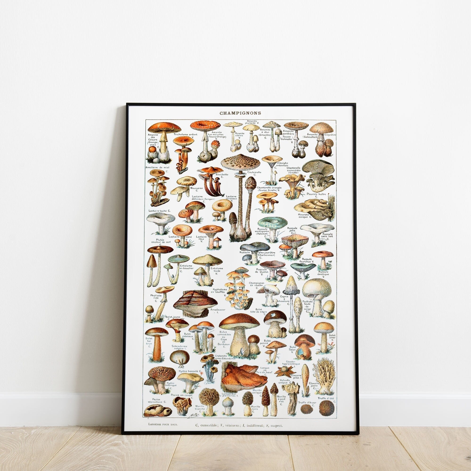 Vintage Mushroom Science Illustration By Adolphe Millot - Hartsholme Prints