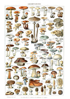 Vintage Mushroom Science Illustration By Adolphe Millot - Hartsholme Prints