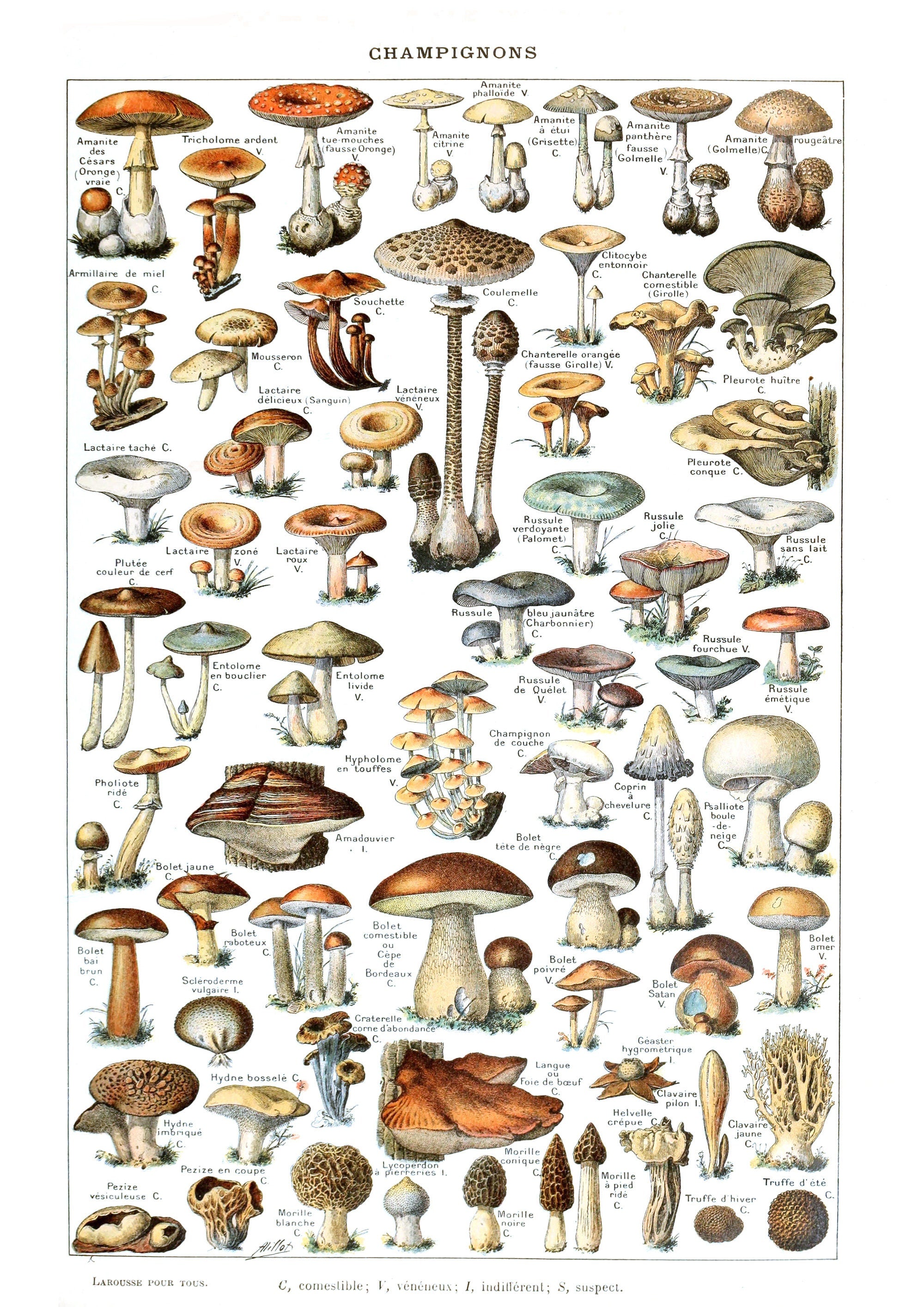 Vintage Mushroom Science Illustration By Adolphe Millot - Hartsholme Prints